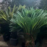 باغبانی تخصصی .سم پاشی.افت شناسی. کاشت درخت|خدمات باغبانی و درختکاری|اصفهان, پارک مشتاق|دیوار