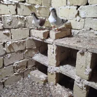 چپ کبود نرچپ سرخ ماده