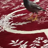 جوجه مینا افغانی معاوضه با جوجه گرینچیک