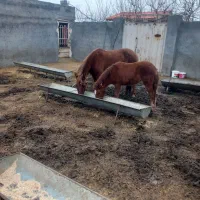 اسب و کره اسب هردو مادیون|اسب و تجهیزات اسب‌سواری|مشهد, شهرک امام سجاد|دیوار