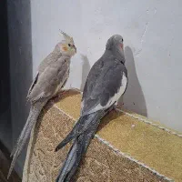 پرنده عروس هلندی