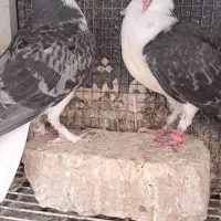 سه جفت جوجه دمگیر