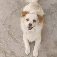 سگ‌پامر