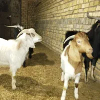 بزغاله نر.|حیوانات مزرعه|شال, |دیوار