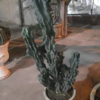 کاکتوس|گل و گیاه طبیعی|شبستر, |دیوار