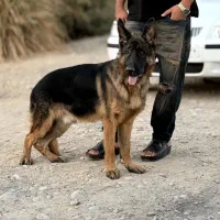 فروش سگ ژرمن بلک فیس