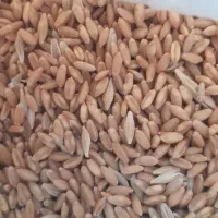 گندم|لوازم جانبی حیوانات|کرمانشاه, |دیوار