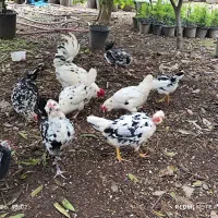 تخم مرغ نطفه دارنژادگلین لری