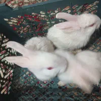 خرگوش لپی چشم صورتی