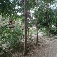 باغچه ۵۰۰ متر ۲ نبش/بنا قدمت دار/ نزدیک به خیابان