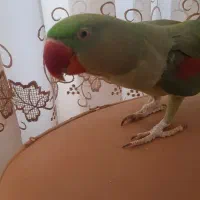 طوطی  رام  (پرنده شاه طوطی اسکندر) با قفس ولوازم|پرنده|شاهرود, |دیوار