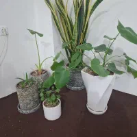 ۵ عدد گل آپارتمانی