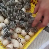 دستگاه جوجه کشی به همراه شانه کبک،بوقلمون مرغ|لوازم جانبی حیوانات|قم, زنبیل آباد|دیوار