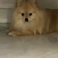 پامر خرسی|سگ|ری, سیزده آبان|دیوار