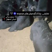 میش های قره قزل عتیقه آبستن و بره دار|حیوانات مزرعه|تهران, مخصوص|دیوار