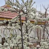 فروش-باغ-میوه-سند-دار