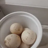 جوجه لاری وتخم مرغ نطفه دار|حیوانات مزرعه|تبریز, |دیوار