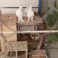 دم چطری|پرنده|صدرا-فارس, فاز ۱|دیوار