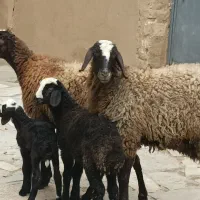 دو راس میش شیشک بره دار