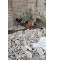 سبز سه خروس|گل و گیاه طبیعی|شادگان, |دیوار