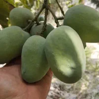فروش انواع نهال انبه پیوندی وانواع ارقام موز|خدمات باغبانی و درختکاری|میناب, |دیوار