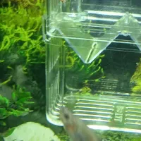 ماهی گوپی|ماهی|ملایر, |دیوار