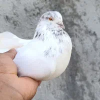 کفتر گره‌|پرنده|تخت, |دیوار