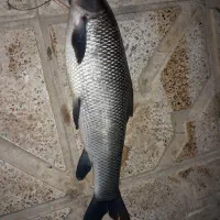 ماهی تازه ارس