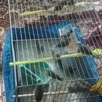 فنچ بازی گوش و سالم وسرحال|پرنده|تبریز, |دیوار