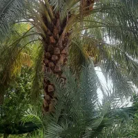 پاجوش کبکاب و خاصی..