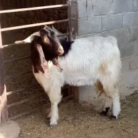 یه راس چپش دوساله