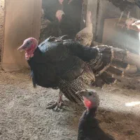بوقلمون نر دوساله نیم