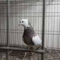 کبوترطوقی ماده غریب گیری