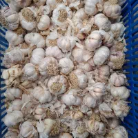 سیر ضایعات حبه خندان