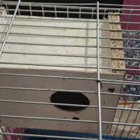 لونه کوتوله برزیلی و طوطی سانان