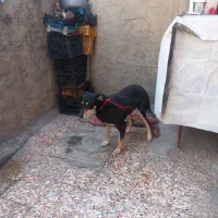 سگ امریکایی