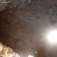 کود گوسفندی