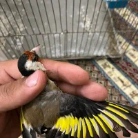 سهره نر جوجه قفس