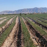 اجاره زمین کشاورزی|اجارهٔ دفتر صنعتی، کشاورزی، تجاری|توکهور, |دیوار