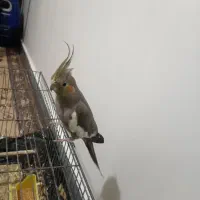 عروس هلندی نر وماده|پرنده|شوشتر, |دیوار