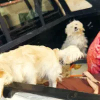 سگ پشمالو معاوضه با کفتر پلاکی|سگ|ارم, |دیوار