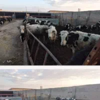 فروش تعدادی هلشتاین ۱۳۰کیلو