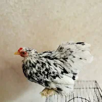 مرغ و خروس کوشین