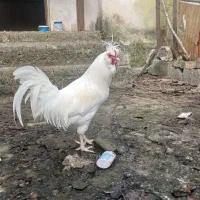 خروس کاکولی تاج دار|حیوانات مزرعه|لاهیجان, آهندان|دیوار