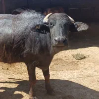 گاومیش