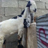 بزغاله ماده گلابی فروش بره کهره میش،گوسفند حیوانات