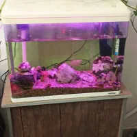 آکواریوم ماهیران|ماهی|شهریار, یوسف آباد صیرفی|دیوار