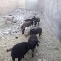 فروشی|حیوانات مزرعه|الوند, |دیوار