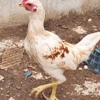 ۱ عدد خروس (لاری منیاتوری)