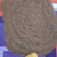 بذر یونجه بغدادی